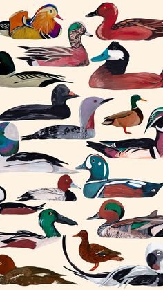 many different types of ducks on a white background