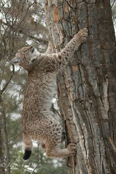 a cat climbing up the side of a tree