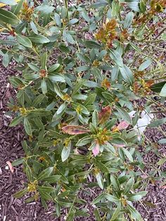 🌿 Shamrock Inkberry Holly Care Made Easy! Discover 5 essential tips to keep your Inkberry Holly thriving year-round. Plus, learn a foolproof method to propagate this evergreen beauty. Whether you're a beginner or a pro, these caring and propagating hacks are just what your garden needs! 🌱✨ #InkberryHolly #GardenCare #PropagationTips