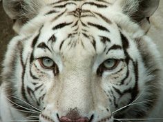 a white tiger with blue eyes looking at the camera