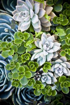 many different types of succulents growing on the side of a planter