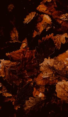 the leaves are on the ground in the dark