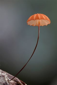 an orange and white umbrella sitting on top of a tree branch in front of a gray background