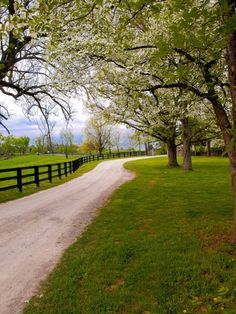 a dirt road with trees lining the sides and green grass on both sides, leading to a fenced in pasture