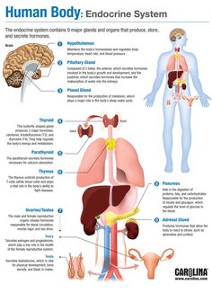 the human body and its functions