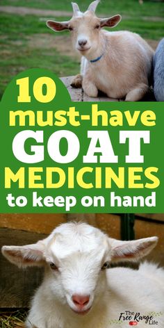 two goats with the words 10 must have goat medicines to keep on hand