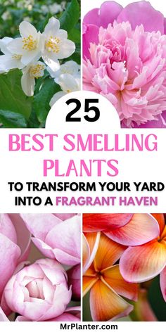 A fragrant haven in a yard with 25 Best Smelling Plants. Fragrant Plants Outdoors, Best Smelling Flowers, Bungalow Decor, Garden Answer, Smelling Flowers, Yard Garden Design, Fragrant Garden, Apartment Plants, Front Yard Garden Design