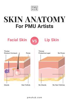 Do you know all the differences between facial skin vs lip skin anatomy? These distinctions are very important for PMU artists to acknowledge because they help you better understand just how much pressure you need to put to be able to implement PMU pigment into the lips properly - but not cause any complications. Benefits Of Permanent Makeup, Pmu Studio Ideas, Pmu Lips, Mircoblading Eyebrows, Permanent Makeup Training, Pmu Artist