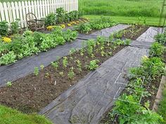 the garden is full of vegetables and plants