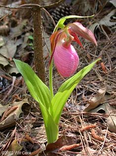 a pink flower with green leaves on the ground