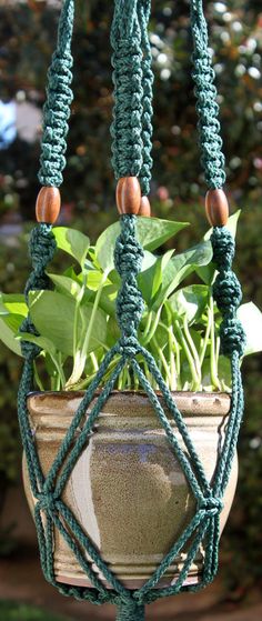 a potted plant hanging from a green rope