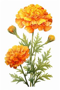 4 Set marigold Flowers Floral, Botanical, Illustration Art Instant Download Image for Prints, Cards, Collages, Crafts, Clipart, Wall Art - Etsy Drawing Marigold Flowers, Marigold Flower Art, Marigold Botanical Drawing, Watercolour Marigold, Marigold Illustration, Marigold Flower Illustration, Mexican Marigold Art, Vintage Flower Drawing, Marigold Botanical Illustration