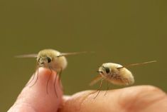 two small bees flying next to each other on someone's finger with their eyes closed