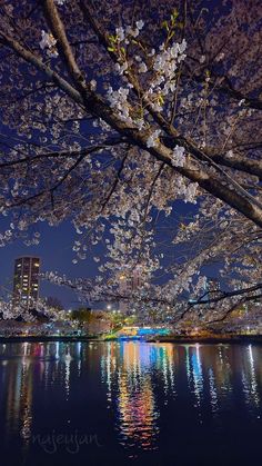 cherry blossoms are blooming over the water at night