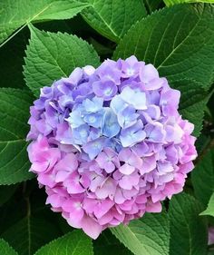 a purple and blue flower surrounded by green leaves