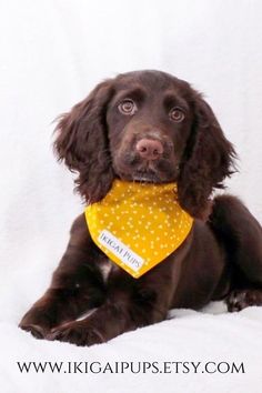 a brown dog wearing a yellow bandana