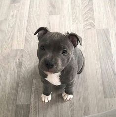 a gray and white pitbull puppy sitting on the floor looking at the camera