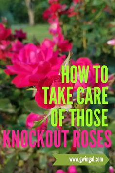 pink flowers with the words how to take care of those knockout roses on it