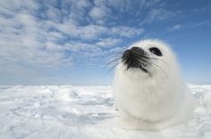 a white seal sitting in the snow looking up at the sky with its eyes wide open