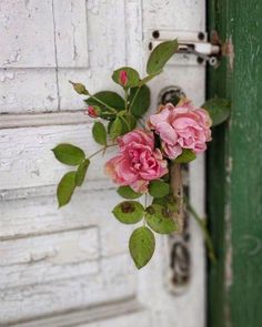 some pink flowers are hanging from a door handle on an old white painted wooden door