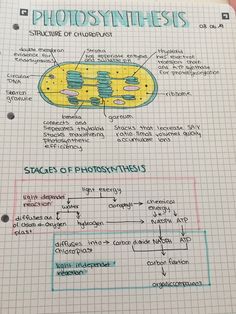 the diagram for photosynthesis is shown on top of a piece of paper