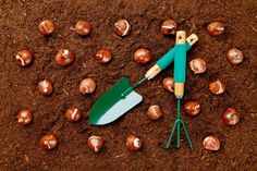 a garden tool laying on the ground surrounded by nuts