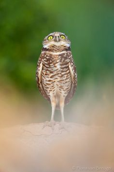 a small owl standing on top of a dirt mound with its eyes wide open and looking at the camera