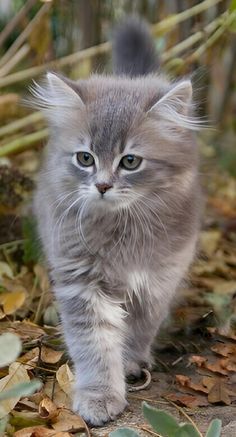 a small gray kitten walking across leaves on the ground in front of some bushes and trees