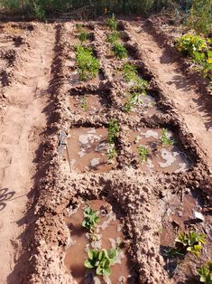 several rows of plants growing in the dirt