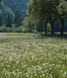 a field full of white flowers with trees in the background