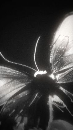 a black and white photo of a butterfly