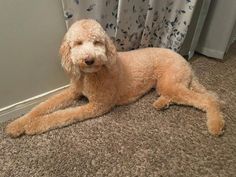 a brown dog laying on the floor next to a curtain