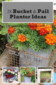 several pictures of flowers and plants with the words, 28 bucket & pail planter ideas