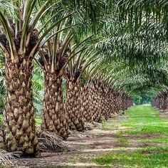 a row of palm trees with green grass