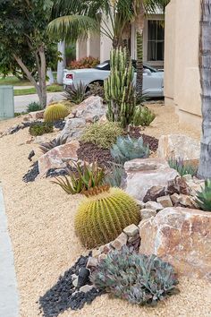 cactuses and cacti in front of a house with cars parked on the street