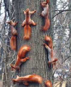 several red squirrels climbing up the side of a tree