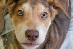 a close up of a dog looking at the camera