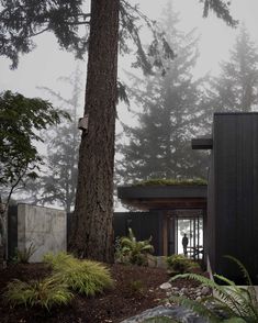 the house is surrounded by tall trees and foggy skies, with a person standing in the doorway