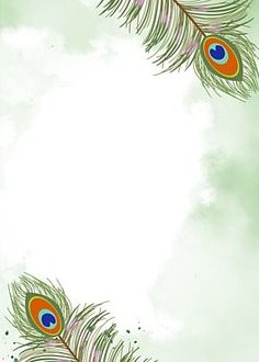 two peacock feathers on a green background with space for text