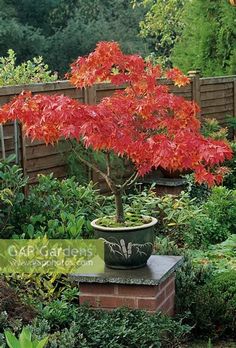 a potted tree in the middle of a garden