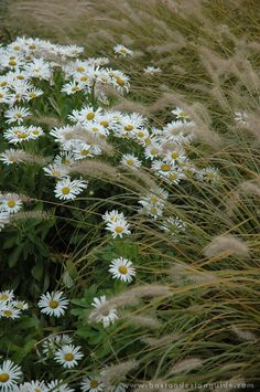 some daisies are growing in the grass