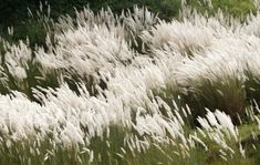 white grass blowing in the wind with trees in the background