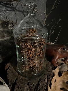 Vintage apothecary/candy jar filled with natural witch burrs.  Stands 8" tall with the lid on x 3 3/4" wide, no chips or cracks.  Perfect in the kitchen or Cabinet of Curiosities! This listing is for the jar with witch burrs only.  The other old jars are also for sale separately, please inquire. The majority of my items for sale are vintage, antique, pre-owned and not necessarily pristine due to age wear and previous ownership. I strive to describe all items honestly and the best I can. and I al Old Jars, Old Witch, Halloween Apothecary, Herb Jar, Vintage Apothecary, Store Counter, Fantasy Furniture, Dream Pillow, Gothic Rose