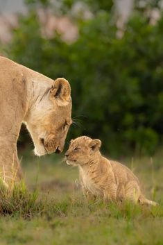 a mother lion and her cub playing in the grass