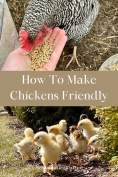 chickens are eating food from a person's hand with the words how to make chickens friendly