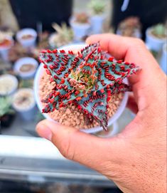 a person holding up a small star shaped plant in their left hand, surrounded by other plants