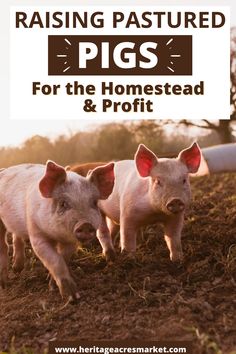 two pigs standing in the dirt with text overlay reading raising pastureed pigs for the homestead & profits