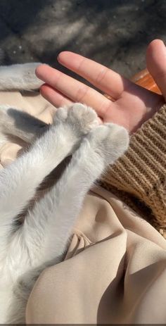 a person holding their hand up to a small white animal with it's paw in the air