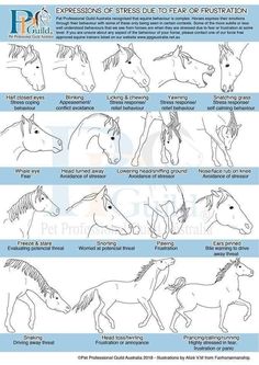 the horse's head and neck are shown in this chart, which shows how to draw