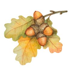 an acorn tree branch with leaves and nuts on it's tip, watercolor drawing